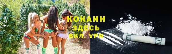 прущие грибы Бородино